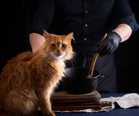 adult red cat sits on a table where a cook in a black uniform prepares food in a cast-iron skilletの写真素材