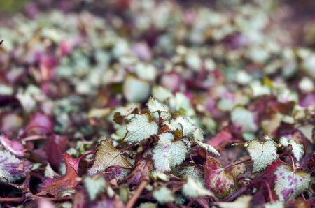 growing plant Lamium maculatum spotted or Deadnettle, close upの写真素材