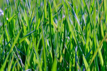 tall green growing grass in the park on a summer spring day sways in the wind, shooting from below, close upの写真素材