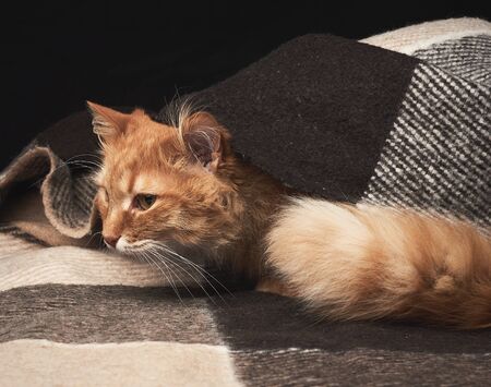 adult red cat with white mustache sits on a woolen blanket, dark background, animal looks awayの写真素材