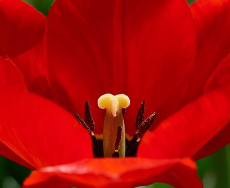 red bloomed tulip with green leaves, yellow pestle, sunny day, close upの写真素材