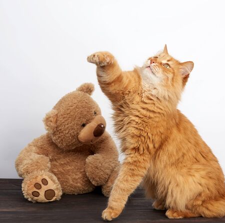 adult ginger cat and big teddy bear on a white background, close upの写真素材