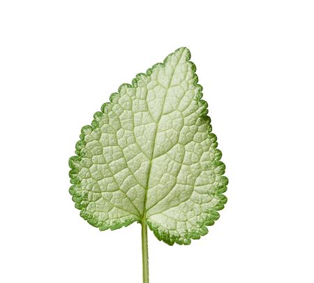 green leaf Lamium maculatum spotted or Deadnettle isolated on white background, close upの写真素材