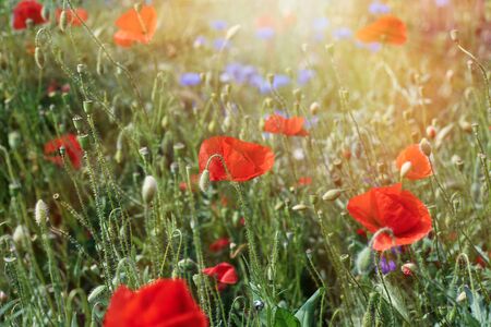 large field with red blooming poppies and green leaves on a spring day in the sunの写真素材