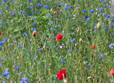 field with blue cornflowers and red blooming poppies and green leaves on a spring dayの写真素材