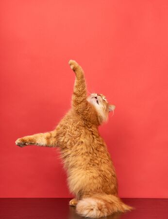 adult red cat jumps and pulls its paws up on a red background, cheerful petの写真素材