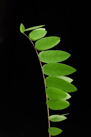 branch with green leaves Robinia neomexicana, black background の写真素材