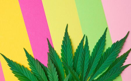 green leaves of hemp on a colorful background, top view, place for an inscriptionの写真素材