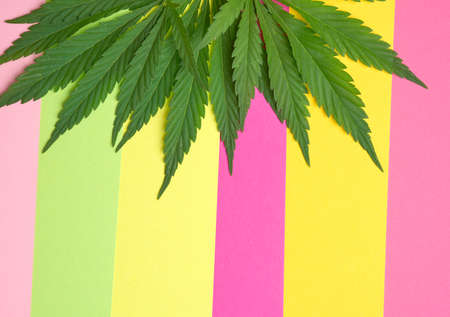 green leaves of hemp on a colorful background, top view, place for an inscriptionの写真素材