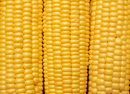 yellow corn cob texture, full frame, close up