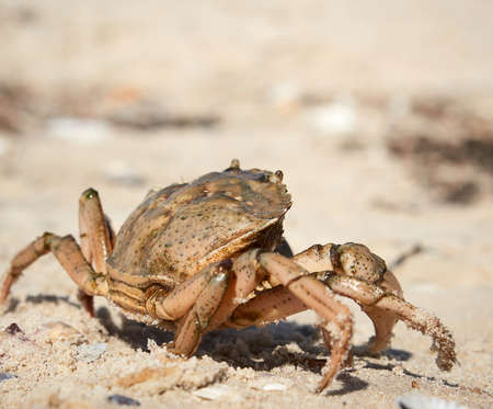 live crab on the sandy shore of the Black Sea, Ukraine, Kherson region, close up