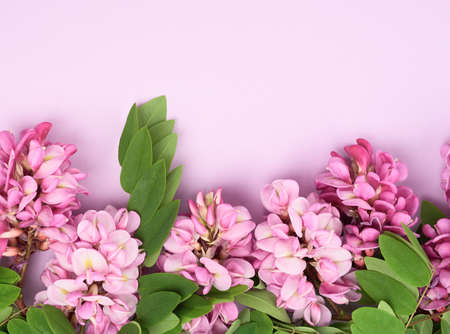 flowering branch Robinia neomexicana with pink flowers on a purple background, top view, copy spaceの写真素材