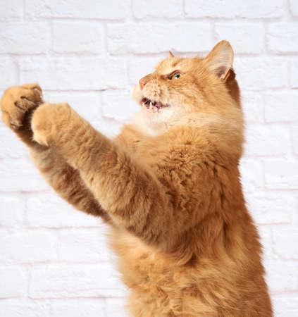 adult ginger cat jumps and raises its paw against the background of a white brick wall, funny faceの写真素材