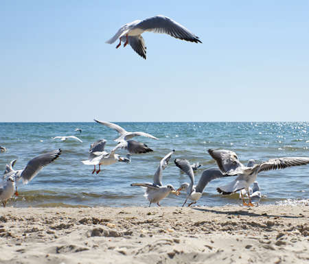 seagulls fly over the sandy coast of the Black Sea on a summer day, Ukraine Kherson regionの写真素材