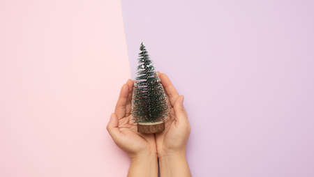 hands holding christmas decor green tree on colored surface, minimalism, top viewの写真素材