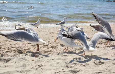seagulls on the sandy shore of the Black Sea on a summer day, Ukraine Kherson regionの写真素材