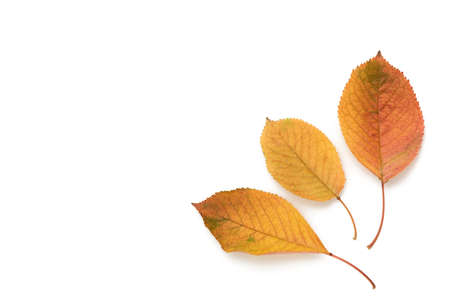 three yellowed cherry leaves isolated on a white background, copy space