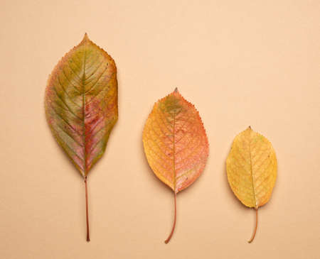yellow cherry leaves on a beige background, top view