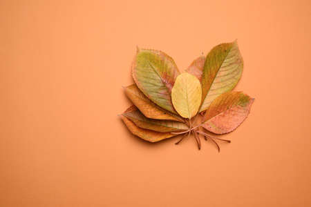 yellow cherry leaves on an orange background, top view