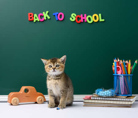 cute kitten scottish golden chinchilla straight sitting, background of green chalk board and stationery, back to schoolの写真素材