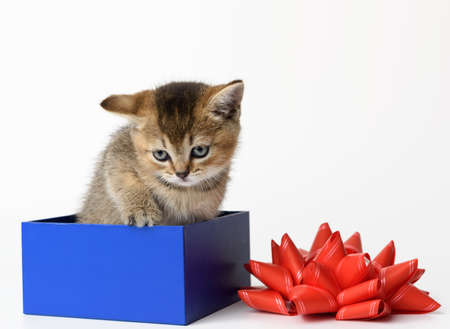 cute kitten of the breed Scottish golden chinchilla straight sits in a blue gift box, white backgroundの写真素材