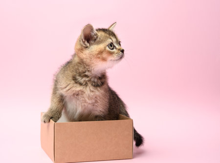 cute kitten of the breed Scottish golden chinchilla straight sits in a brown box, pink backgroundの写真素材