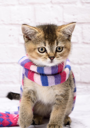 Kitten golden ticked british chinchilla straight on a white background. The cat stands in a knitted scarfの写真素材
