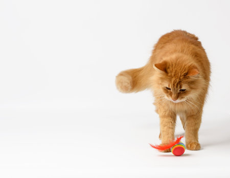 adult fluffy red cat plays with a red ball on a white background, cute animalの写真素材