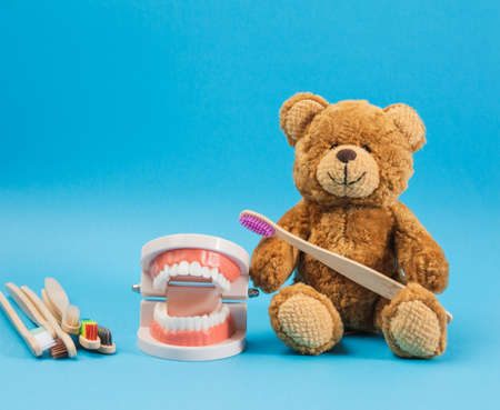 plastic model of a human jaw with white teeth and a brown teddy bear with a wooden toothbrush on a...