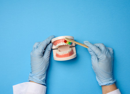 female hand in blue latex gloves holds plastic model of a human jaw with white teeth and wooden toothbrush on a blue background, oral hygieneの写真素材