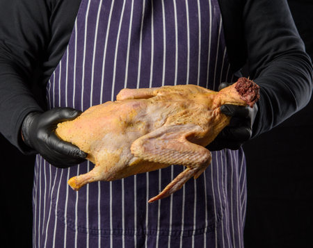 man chef in a striped blue apron and black clothes stands on a black background and holds a duck in his hand for cooking, close upの写真素材