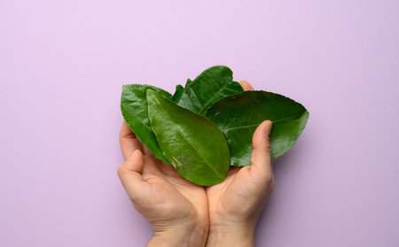 two female hands holding green tangerine leaves on a purple background, top viewの写真素材