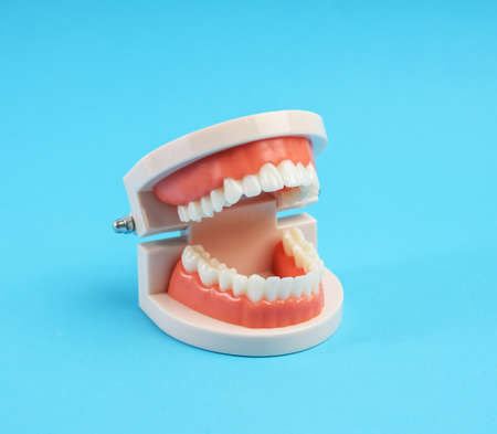 plastic model of a human jaw with white teeth on a blue background, close up