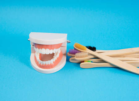 plastic model of a human jaw with white teeth and wooden toothbrush on a blue background, oral hygieneの写真素材
