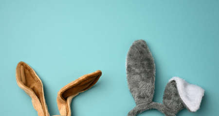 long fur bunny ears on a blue background, Easter backdrop, copy spaceの写真素材