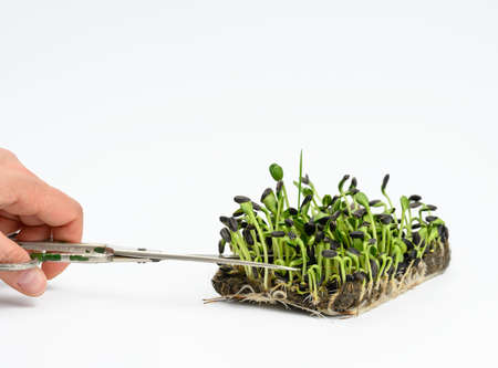 green sunflower sprouts on a white background, useful microgreen, close upの写真素材