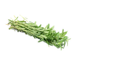 fresh sprig of rosemary with green leaves isolated on white background, fragrant seasoning, cope spaceの写真素材