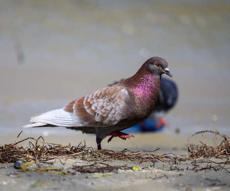 city pigeon walks on the ground on a summer day, purple feathersの写真素材