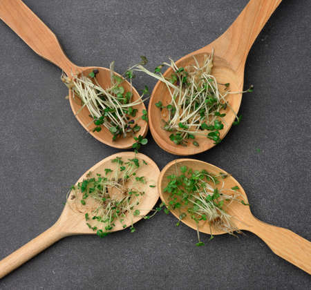 green sprouts of chia, arugula and mustard in a wooden spoon on a black background, top view. A healthy food supplement containing vitamins C, E and Kの写真素材