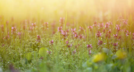 lawn with green grass and flowers in the rays of the setting sun