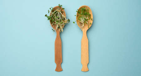 green sprouts of chia, arugula and mustard in a wooden spoon on a blue background, top view. Useful...