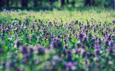 lawn with green lush grass and lilac flowers, park on a spring day, close upの写真素材