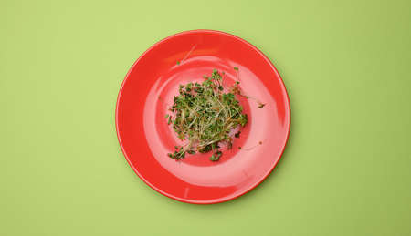 green sprouts of chia, arugula and mustard in a red round plate, top view. A healthy food supplement containing vitamins C, E and K, top viewの写真素材