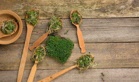 green sprouts of chia, arugula and mustard in a wooden spoon on a gray background from old gray boards, top view. Useful supplement for food containing vitamins C, E and K, copy spaceの写真素材