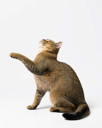 an adult gray Scottish straight cat sits on a white background, the front paw is raised upの写真素材