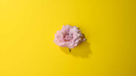 pink rose bud on yellow background, top view, bannerの写真素材