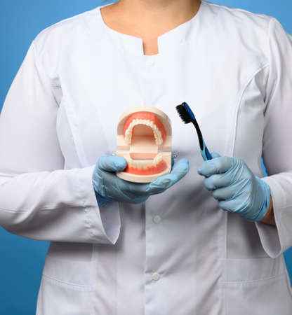 female medic in a white coat holds a plastic model of a human jaw and a toothbrush on a blue...