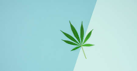 green cannabis leaf on blue background, concept of legalization as alternative treatment and pain...