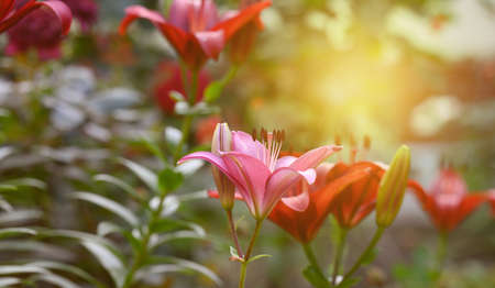 blooming red lilies with green stems and leaves in the garden, summer dayの写真素材