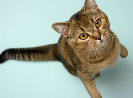 adult gray Scottish straight chinchilla cat, animal looks upwards into the camera, blue background